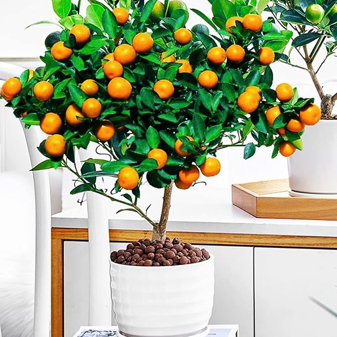 Bonsai Orange Tree Seeds for Planting – Heirloom, Non-GMO Citrus Seeds for Edible Compact Trees