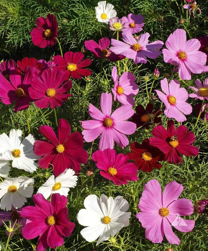 Cosmos Sensation Flower Seeds for Planting – Heirloom Non-GMO, High Germination Organic Garden Seeds