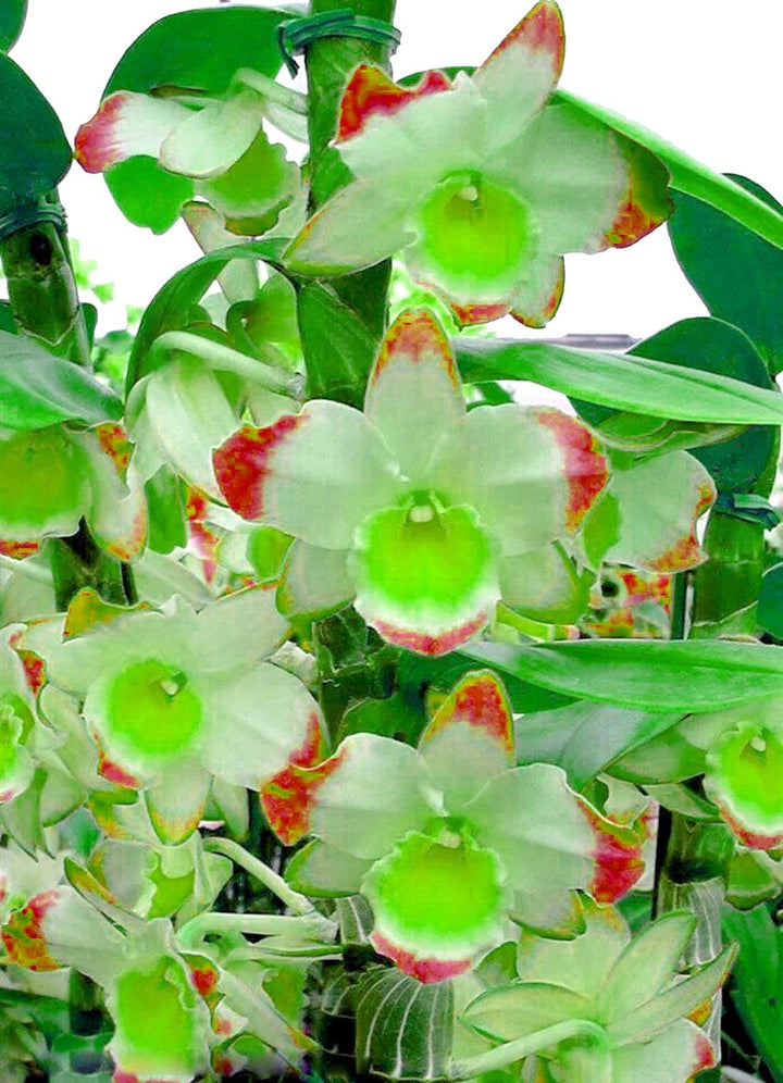 Flower Seeds, Seeds,Seeds For Planting,Plant Seeds