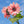 Flower Seeds, Seeds,Seeds For Planting,Plant Seeds