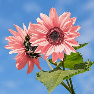 Flower Seeds, Seeds,Seeds For Planting,Plant Seeds