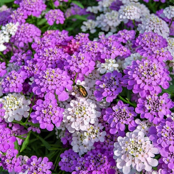 Mixed Candytuft Flower Seeds for Planting – Heirloom, Non-GMO, High Germination Organic Garden Seeds