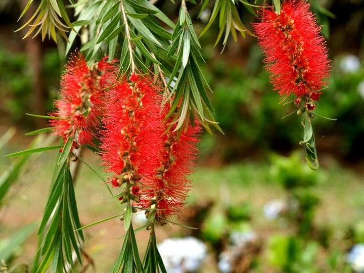Green Will Bottle Brush Flower Seeds for Planting | Heirloom Non-GMO High Germination Organic Garden Seeds