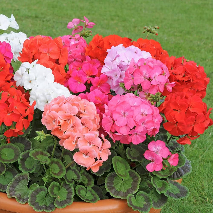 Red Mix Geranium Perennial Flower Seeds for Planting - 100 pcs - Cottage Garden Essential, Heirloom &amp; GMO Free Seeds for Home Garden