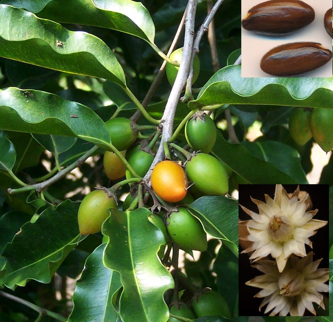 Mimusops fruit seeds for planting - Heirloom & Non-GMO Garden seeds, sweet tropical fruit for edible gardens