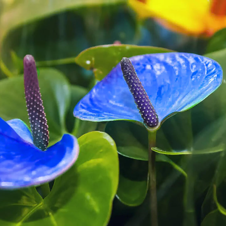 Blue Green Anthurium Linden Flower Seeds for Planting – Heirloom, Non-GMO, High Germination