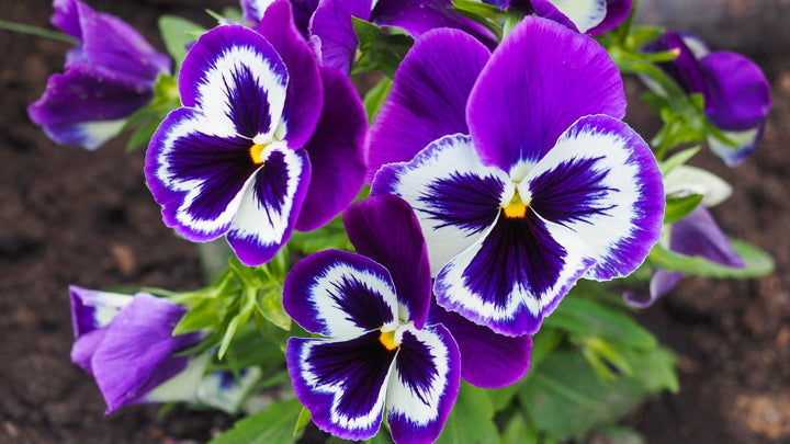 Blue Purple Pansy Flower Seeds for Planting – Heirloom, Non-GMO, High Germination Organic Garden Seeds