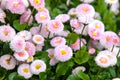 Pink White Bellis Flower Seeds for Planting - Heirloom, Non-GMO, High Germination Organic Garden Seeds
