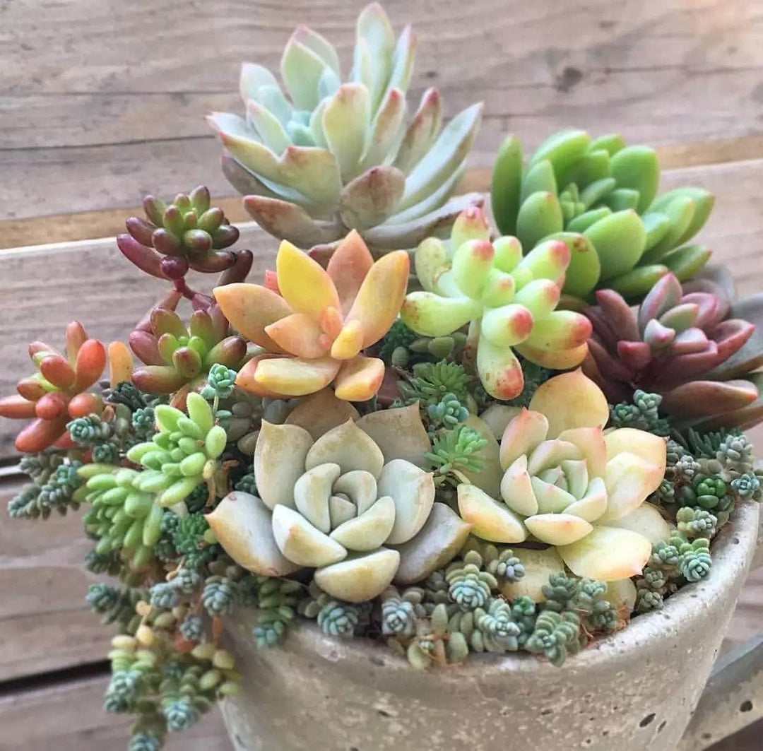 Flower Seeds, Seeds,Seeds For Planting,Plant Seeds