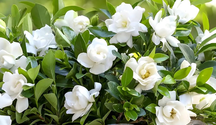Green White Gardenia Flower seeds for Planting – Sun Loving Heirloom Non-GMO Organic Garden Seeds