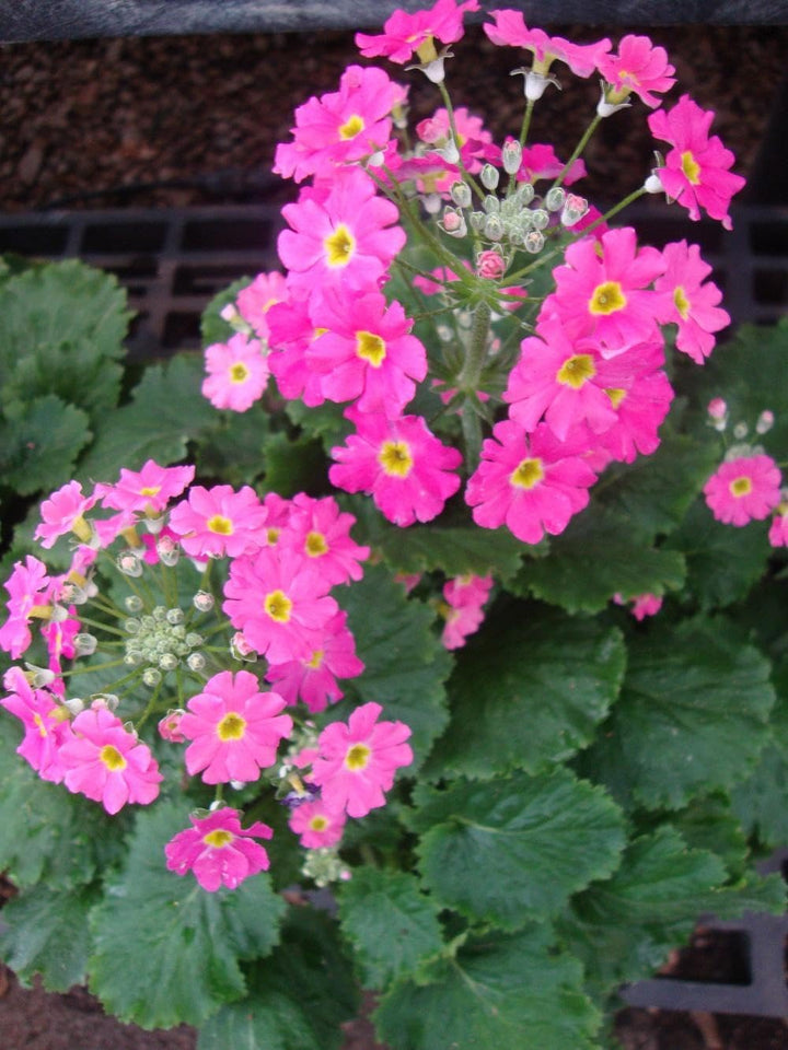 Flower Seeds, Seeds,Seeds For Planting,Plant Seeds