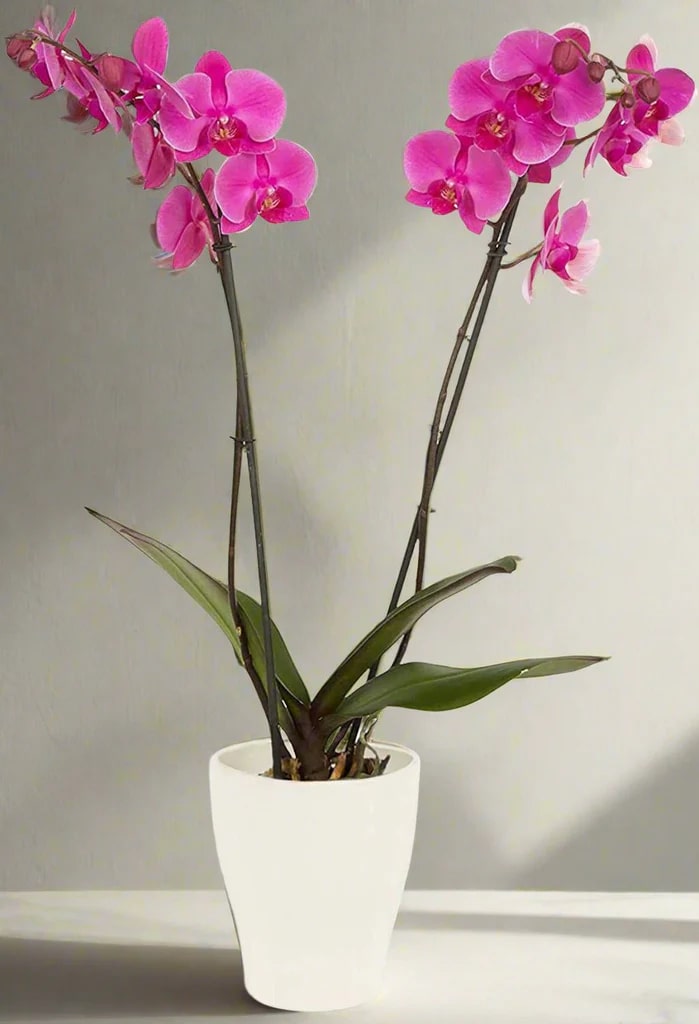 Dark Pink Phalaenopsis Orchid Seeds for Planting – Heirloom, Non-GMO, Wildflower Mix, High Germination