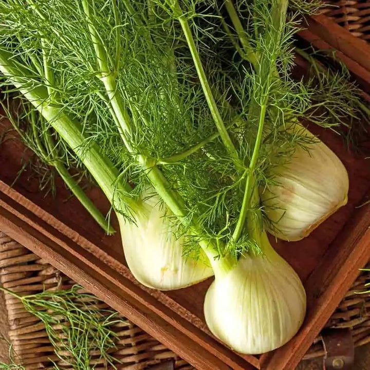 Green Florence Seeds for Planting – Heirloom & Non-GMO seeds, aromatic fennel bulbs for garden flavor – 100 pcs