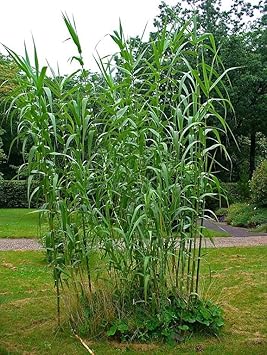 Fruit Seeds,Garden seeds, Seeds For Planting,Plant Seeds