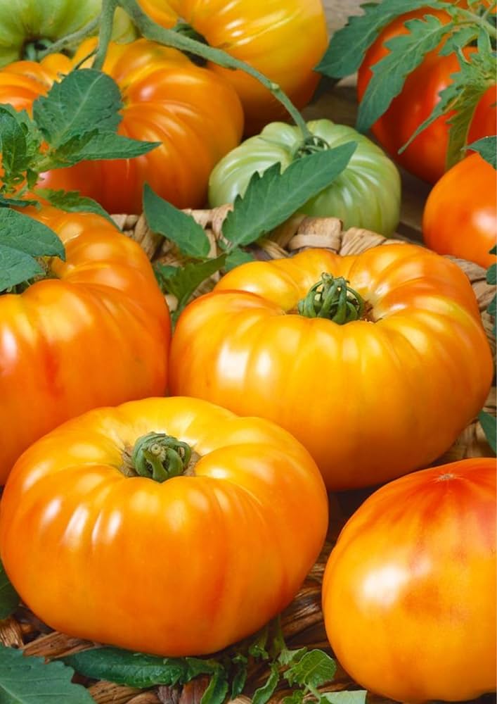 Orange Tomato Vegetable Seeds for Planting – Heirloom &amp; Non-GMO Seeds, Sweet and Colorful Garden Tomatoes
