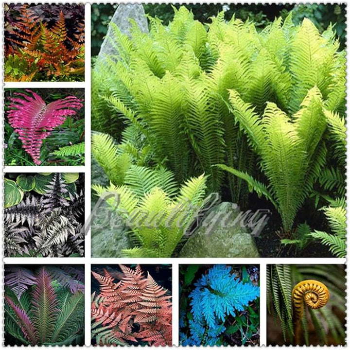 Fern Mixed Colour Seeds for Planting – Heirloom, Non-GMO, High Germination, Cut Flower Favorite