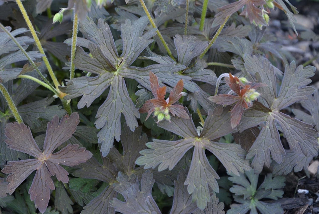 Dark Khaki Geranium Flower Seeds for Planting – Fragrant Blossoms, Heirloom & Non-GMO Home Garden Seeds