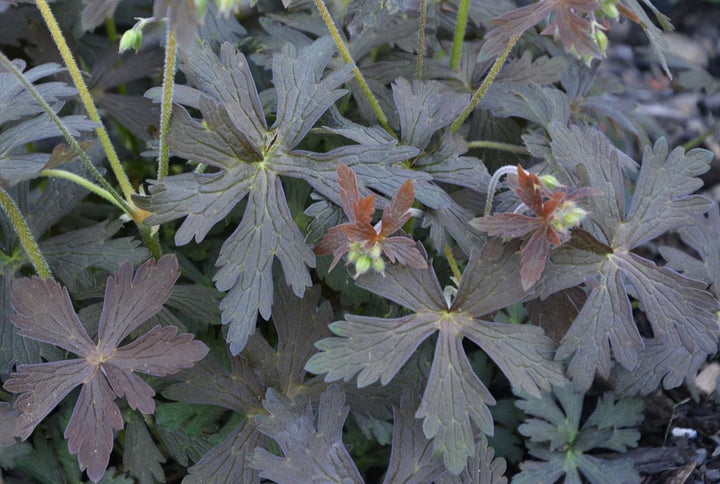 Light Grey Geranium Flower Seeds for Planting – Easy to Grow, Heirloom & Non-GMO for Home Garden