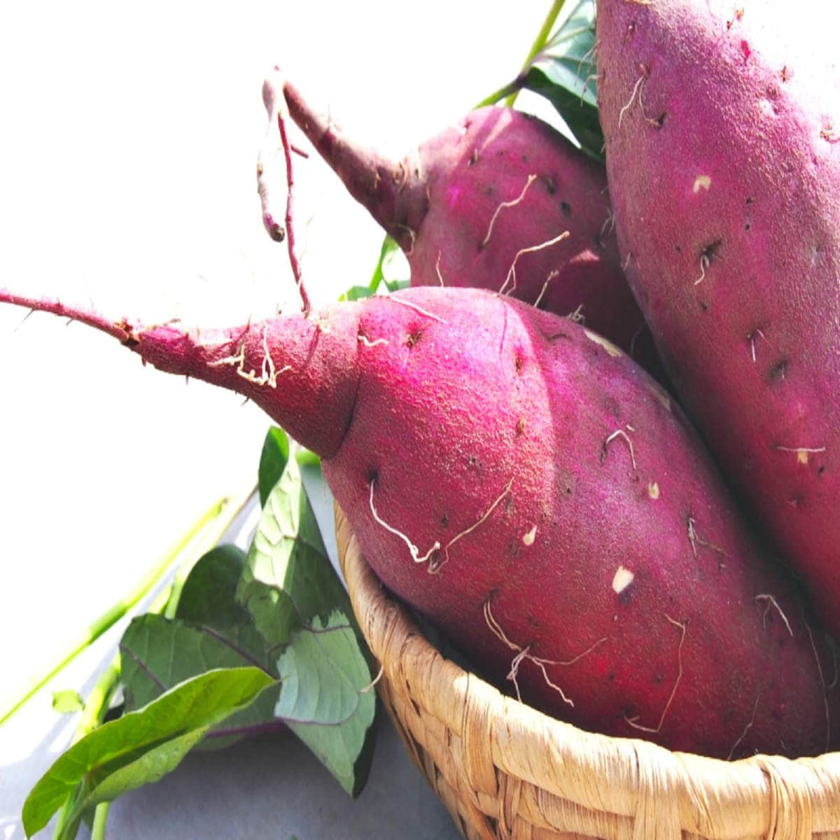 Dark Pink Sweet Potato Seeds for Planting – Heirloom Non‑GMO High Germination Organic Garden Seeds for High‑Yield