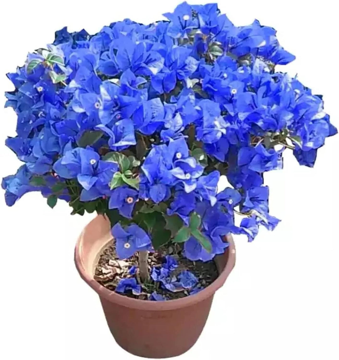 Blue Spectabilis Flower seeds for Planting - Garden Favorite, Heirloom & GMO Free Seeds for Home Garden, High Germination