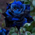 Blue Gray Rose Flower Seeds for Planting – Heirloom, Non-GMO, Long Bloom Season, High Germination