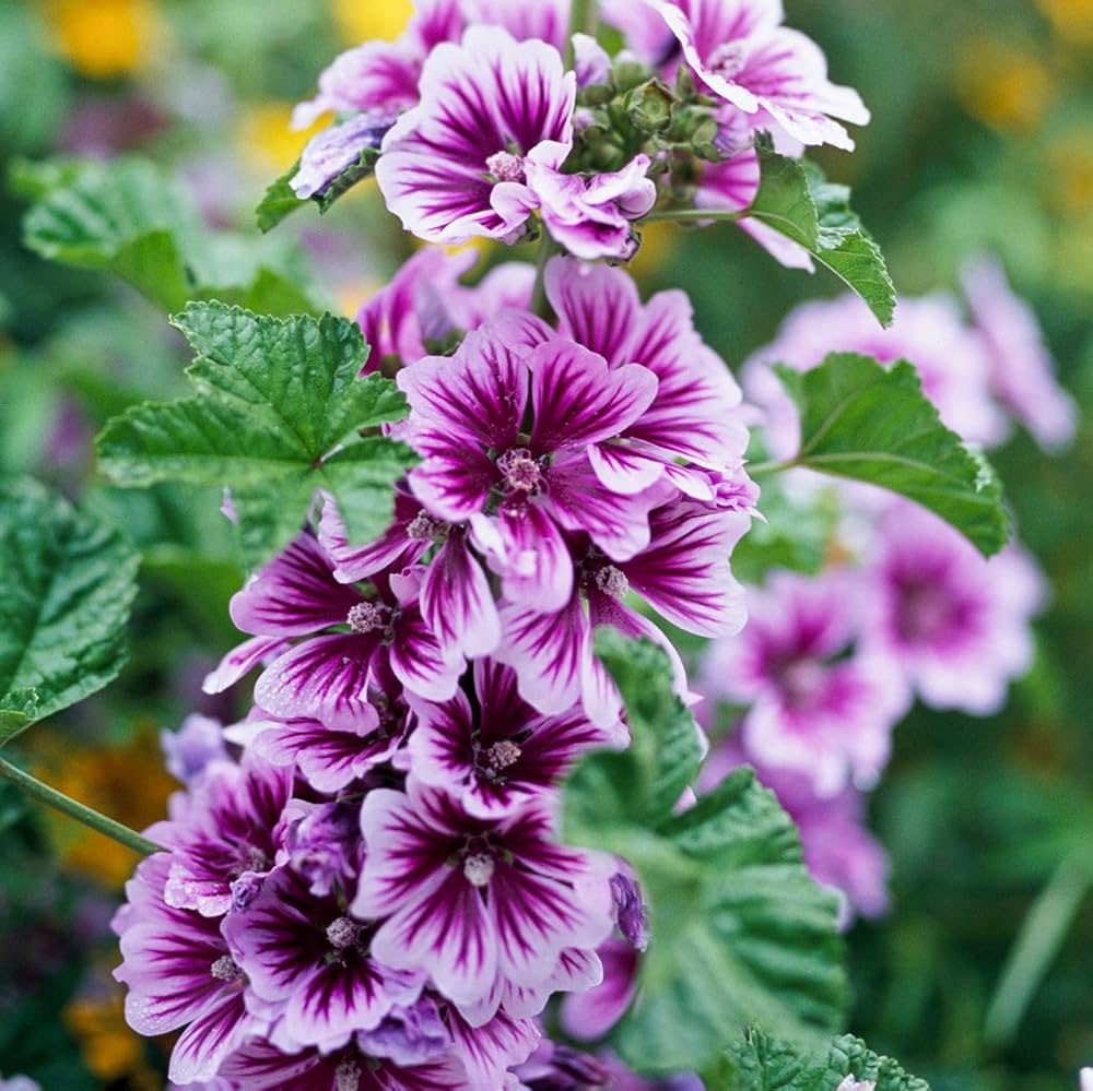 Mallow Flower Seeds for Planting – Heirloom Non-GMO, High Germination Organic Garden Seeds for Borders