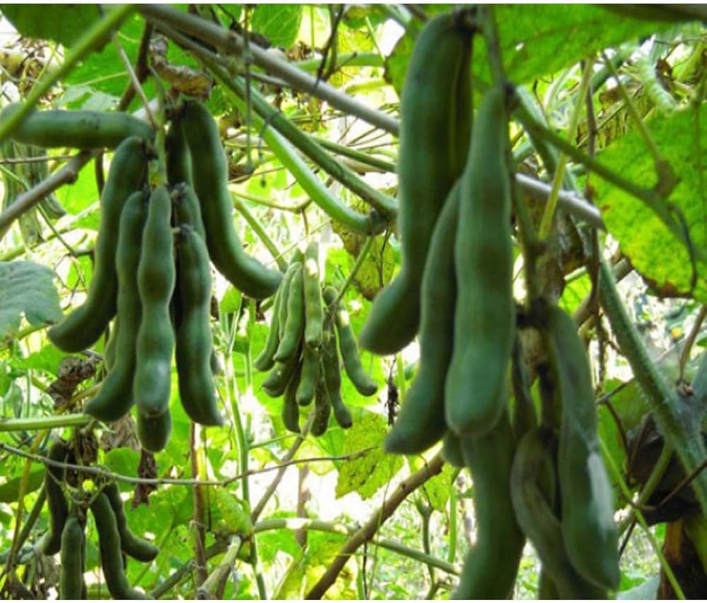 Vegetable Seeds,Garden seeds, Seeds For Planting,Plant Seeds