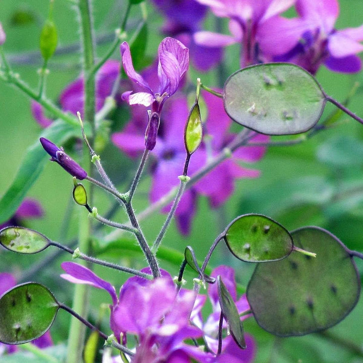Flower Seeds, Seeds,Seeds For Planting,Plant Seeds