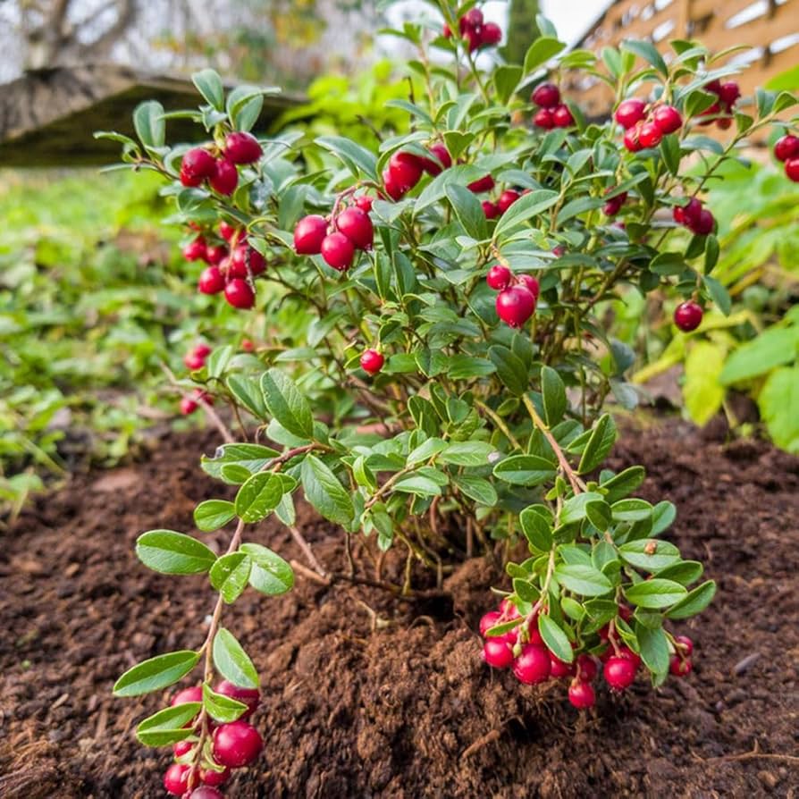 Fruit Seeds,Garden seeds, Seeds For Planting,Plant Seeds