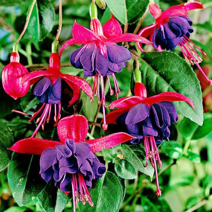 Purple Red Fuchsia Flower Seeds for Planting – Heirloom, Non-GMO, High Germination Organic Garden Seeds