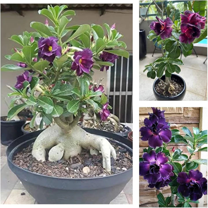 Purple Adenium Obesum Flower Seeds for Planting – Heirloom, Non-GMO, High Germination Organic Garden Seeds