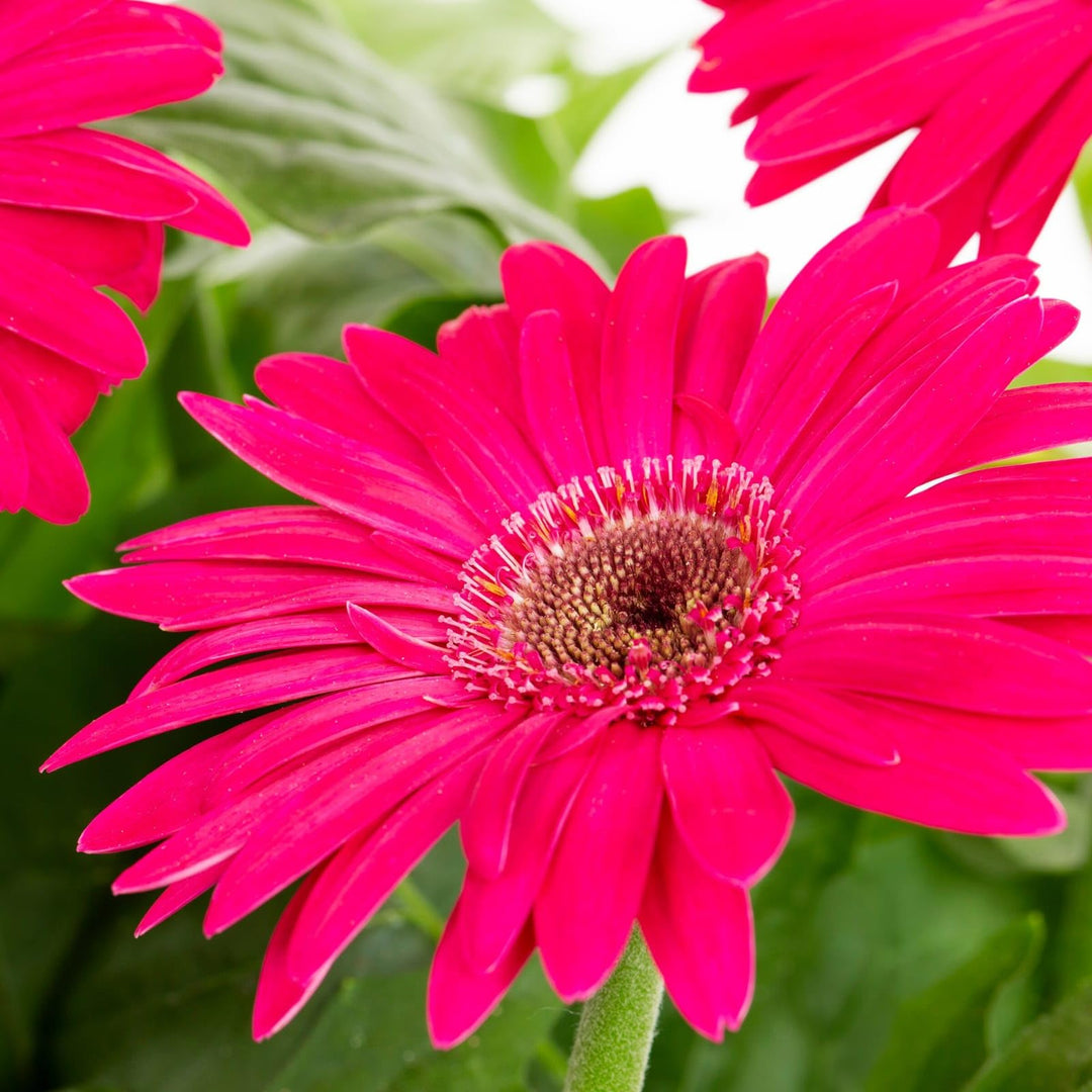 Pink Gerbera Flower Seeds for Planting – Heirloom Non-GMO High Germination Organic Garden Seeds