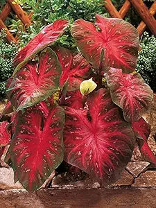 Caladium Bicolor Pale Red Flower Seeds for Planting – Heirloom, Non-GMO, High Germination Organic Garden Seeds