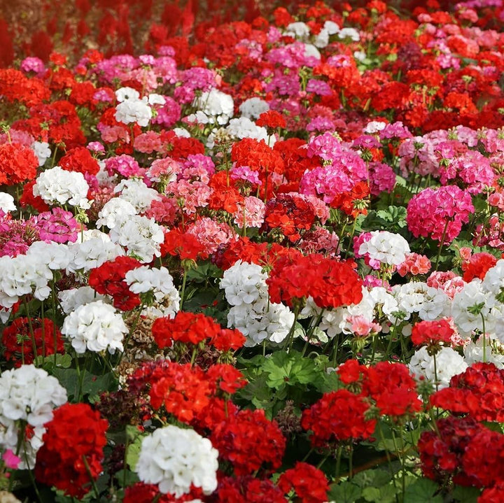 Pelargonium Flower Seeds for Planting Mixed Colors – Wildflower Mix, Heirloom, Non-GMO, High Germination Organic Garden Seeds