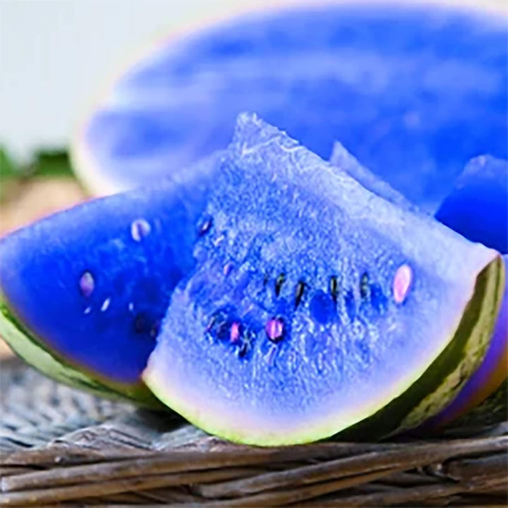 Blue Watermelon Fruit seeds – Heirloom, Non-GMO Seeds for Planting Unique Garden Delights