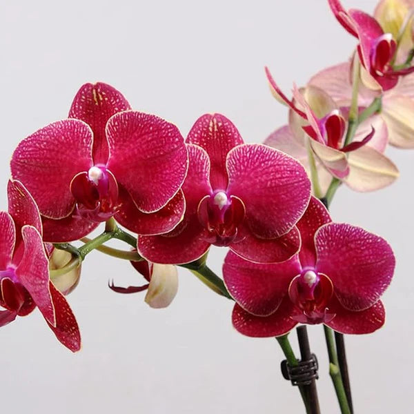 Phalaenopsis Orchid Flower Seeds for Planting – Heirloom, Non-GMO, Shade Tolerant, High Germination