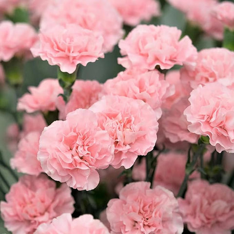 Flower Seeds, Seeds,Seeds For Planting,Plant Seeds