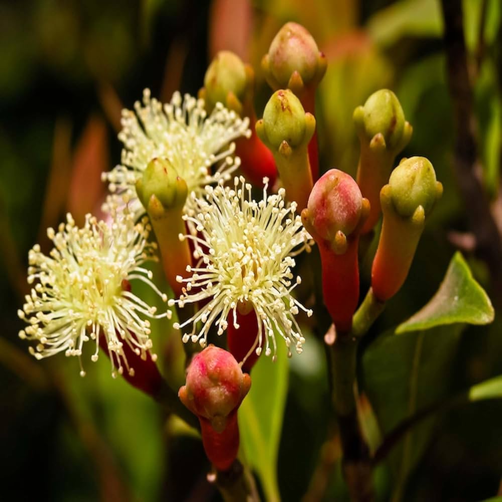 Flat White Fragrant Clove Flower Seeds for Planting – Heirloom Non-GMO High Germination