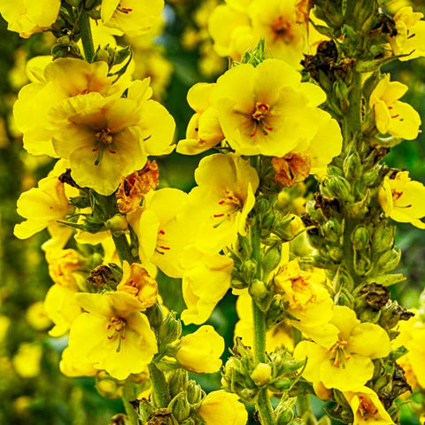 Flower Seeds, Seeds,Seeds For Planting,Plant Seeds