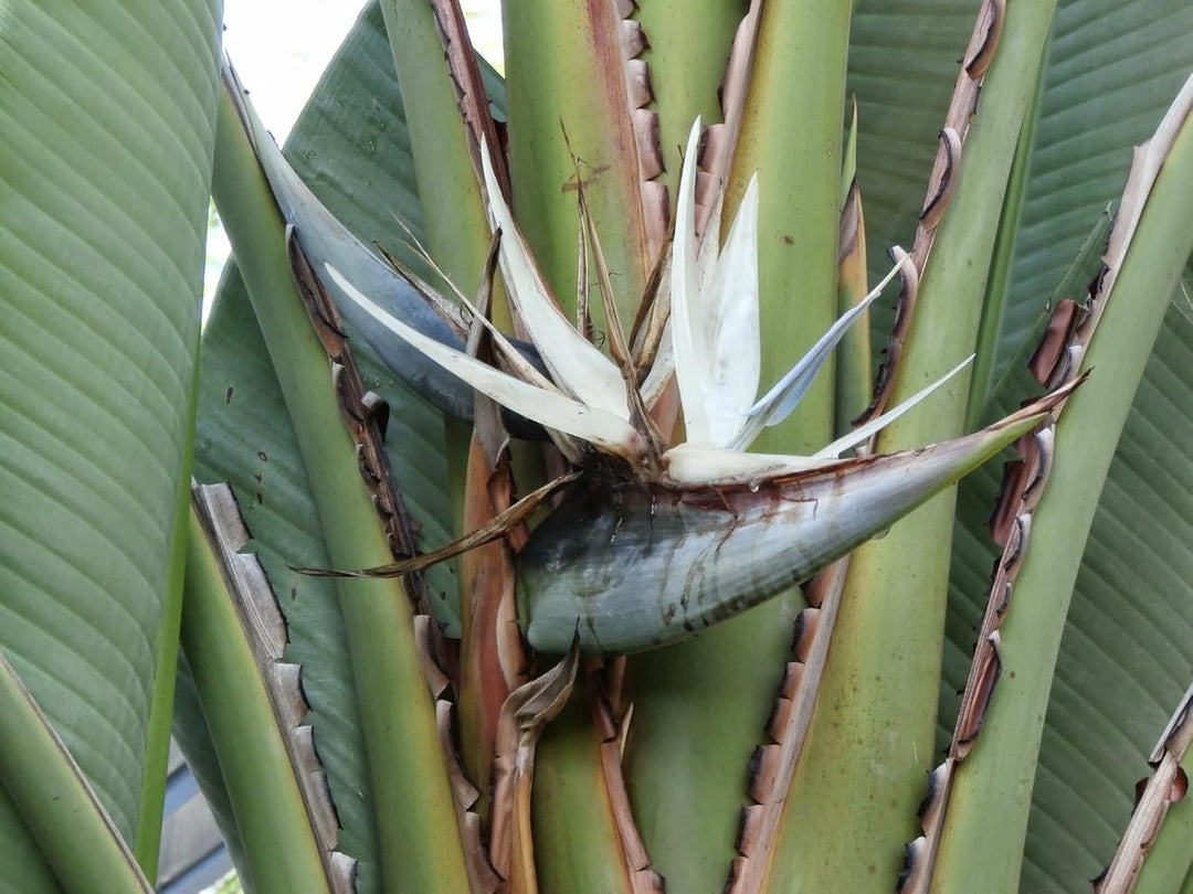 Flower Seeds, Seeds,Seeds For Planting,Plant Seeds