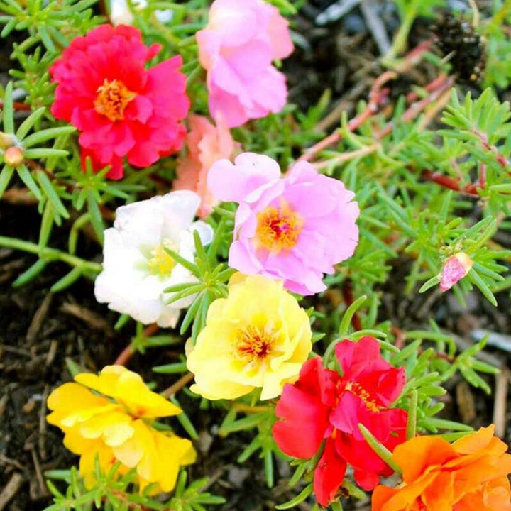Flower Seeds, Seeds,Seeds For Planting,Plant Seeds