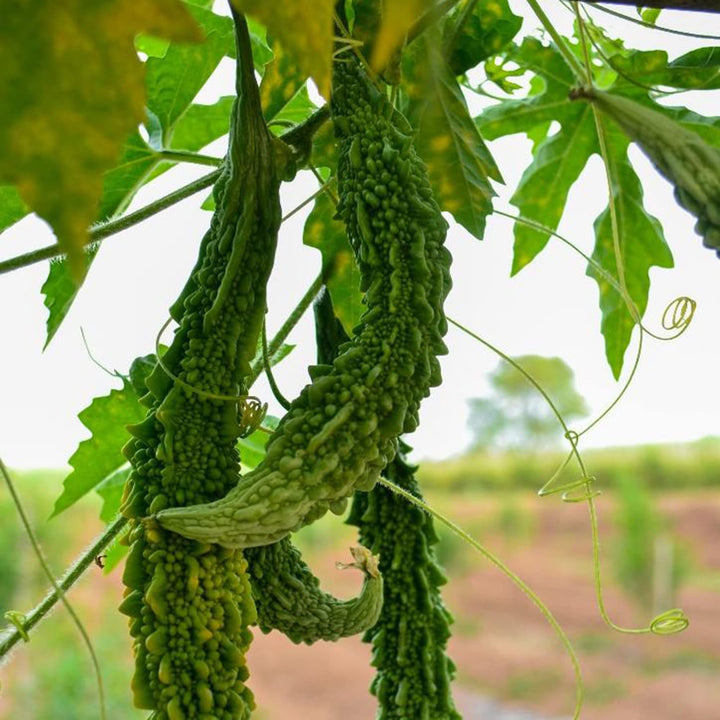 Japanese Bitter Gourd (Goya) Vegetable Seeds for Planting – Heirloom & Non-GMO Seeds, Tropical Bitter Melon
