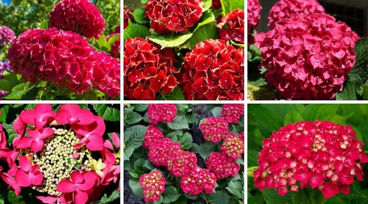 Green & Red Hydrangea Flower Seeds for Planting | Heirloom Non-GMO High Germination Organic Garden Seeds