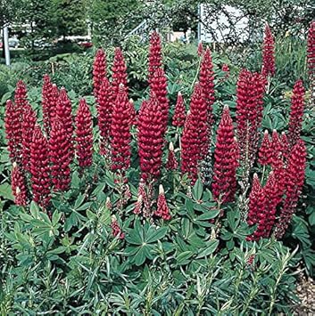 Flower Seeds, Seeds,Seeds For Planting,Plant Seeds
