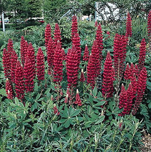 Burgundy Lupine Flower Seeds for Planting – Vibrant Heirloom Non-GMO Seeds for Home Garden &amp; Outdoor Blooms