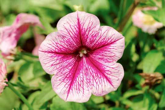 Pale Pink Petunia Flower Seeds for Planting – Heirloom, Non-GMO, High Germination Organic Garden Seeds