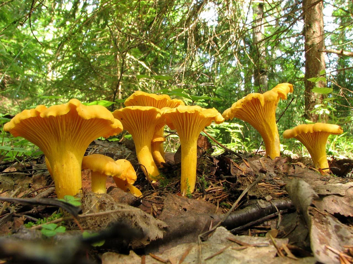 Chanterelle Mushroom Spores for Planting – Heirloom, Non-GMO, Gourmet Edible Fungi – High Germination