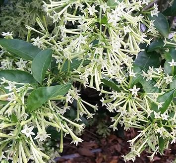 Flower Seeds, Seeds,Seeds For Planting,Plant Seeds