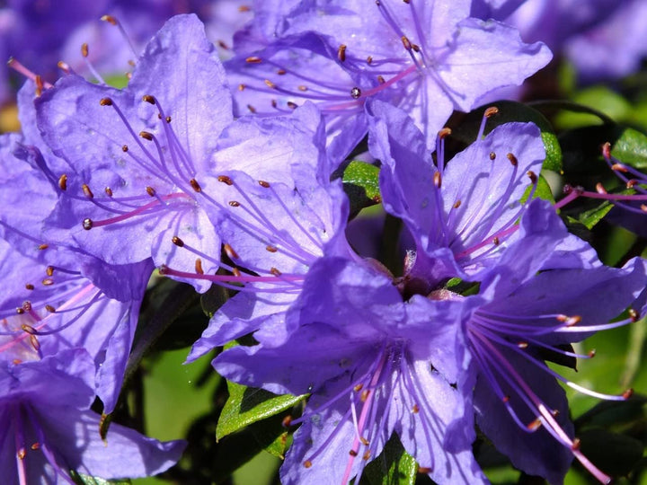 Flower Seeds, Seeds,Seeds For Planting,Plant Seeds