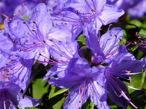 Flower Seeds, Seeds,Seeds For Planting,Plant Seeds